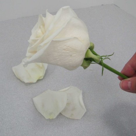 Boutonniere and Corsage Tutorials - Easy DIY Wedding Flower Designs