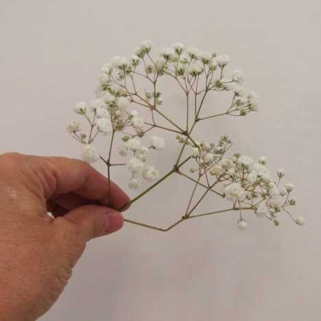 Baby's Breath Pomander - Diy Wedding Flower Tutorials