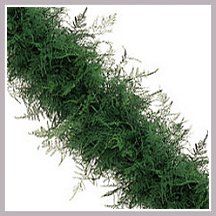 Plumosa Fern Garland