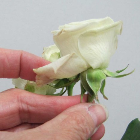 White Spray Rose Corsage - Easy DIY Wedding Flower Tutorials